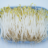 【粤菜鲜】绿豆芽300g