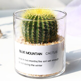 行湘仙人球多肉植物盆栽办公室室内小摆件 金冠+圆柱玻璃瓶 源头直发