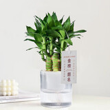 绿荫巷子富贵竹植物迷你盆栽室内办公室好养文昌竹绿植四季常青步步高花卉 【光汐自吸盆】4支富贵竹+吊牌