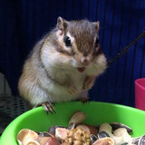 double yellow松鼠活物幼崽 金花魔王雪地松鼠幼崽活体宠物松鼠宝宝 金花亚成（不好养熟）1只