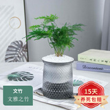 欧悟 室内办公桌面绿植净化空气除甲醛水培植物小绿植花卉盆栽绿萝 文竹 带盆栽好