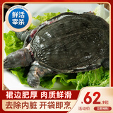 简鲜【活鲜】鲜活大甲鱼王八中华鳖水团鱼 宰杀海鲜水产年货送礼盒装 1.6-1.7斤/只（宰杀净膛款）