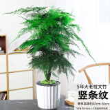 浅笑心柔文竹盆栽植物室内办公室绿植花卉盆栽盆景四季常青小盆栽 大盆文竹[竖条纹自吸盆] 含盆