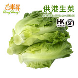 东升供港生菜300g 莴仔菜  广州新鲜配送