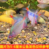采缇鳑鲏鱼观赏鱼冷水鱼原生鱼七彩旁皮鱼高体旁皮活体 3-4厘米5+1防损=6条公母混发