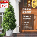 叹为观止大型植物发财树各种大颗盆栽开业乔迁客厅办公室内好养大型花卉 非洲茉莉【1.5-1.7米】 含盆