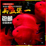 活体宠物血红鹦鹉鱼淡水中大型热带观赏鱼元宝发财鱼鹦鹉鱼活体鱼红财神鱼 7-9cm红鹦鹉6条
