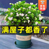 开时果 茉莉花盆栽浓香型 桌面绿植物阳台花卉树苗盆景摆件源头直发包邮 精品茉莉花5-10棵【加仑盆】