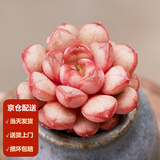 墨一【送货上门】多肉植物带盆组合套装多肉办公室绿植花卉三八节礼物 姬葡萄【塑料盆栽好】