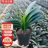 沭之美君子兰盆栽绿植 君子兰10-12叶片随机色+营养杯+原土 源头直发