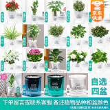 绿有意绿植盆栽多肉花卉盆栽植物室内桌面水培绿植办公室客厅植物懒人 4盆自选】植物和盆颜色请备注