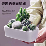 萌卉植仙人掌多肉植物带盆组合仙人球盆栽办公室阳台绿植室内桌面花卉 A款组合：图中植物+盆土铺面 白瓷盆+竹制托盘