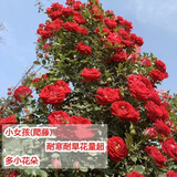 虹毅爬藤月季花苗大花浓香庭院室外四季开花花卉盆栽绿植大苗带花植物 小女孩 大苗1-1.3米高多分枝 