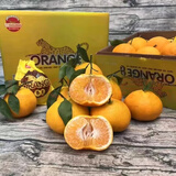 勇者无惧四川春见耙耙柑 新鲜应季爆浆爆汁纯甜柑橘整箱装年货水果礼盒 净重8.5斤金钱豹礼盒装