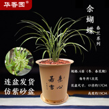 华香园余蝴蝶花卉兰花春兰带花苞办公室内盆栽花卉盆栽盆景耐阴绿植 余蝴蝶6苗带盆(黄色盆)不带花苞