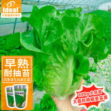 IDEAL理想农业 生菜种子四季耐寒耐抽苔半结球生菜籽基地品质大罐规格