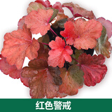 矾根植物盆栽大苗组合套餐室内耐寒四季庭院阳台观叶小苗花卉绿植 红色警戒10CM 简易盆 含盆