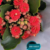 奈园（ny）稀有长寿花盆栽重瓣四季开花客厅阳台带花带花苞室内花卉 130火狐狸-火焰 带盆栽好
