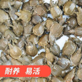 荣郁鳖小甲鱼苗活体100只水鱼苗王八团鱼苗生态外塘养殖龙鱼 10只（半公半母）