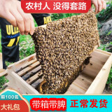 七格匠中蜂蜂群带王蜜蜂蜂群养殖带子脾阿坝中蜂带蜂箱中华土蜂 【笼蜂】2500工蜂