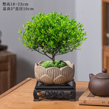 花翁室内绿植盆栽紫檀花卉 小叶赤楠盆景+莲花陶盆+底座源头直发