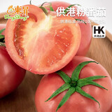 東昇供港粉番茄500g 西红柿酸甜多汁皮薄肉厚广州蔬菜新鲜配送