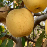 山东苹果脆甜苹果正宗山东黄金维纳斯苹果黄金苹果 维纳斯中果4.5斤（10-12个）