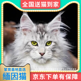 【纯种】缅因猫库恩猫银虎小猫活体宠物猫咪幼猫崽大体猫 宠物级 精品【银虎缅因猫】幼猫