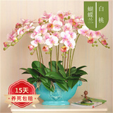 欧悟蝴蝶兰花苗带花剑带花苞盆栽兰花大苗客厅室内植物花卉四季好养 14.白桃【带花剑】 带育苗盆
