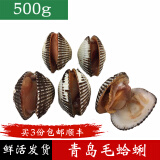 鱼姐海成 青岛毛蛤蜊鲜活新鲜赤贝海鲜水产贝类毛钳血蛤生吃刺身500g袋装