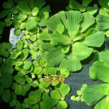 拓塞紫花葫芦水芙蓉浮萍水草水培植物水生鱼缸浮水草养鱼养虾龟 水芙蓉1颗