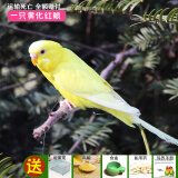 朗缤 鹦鹉活体鸟活物虎皮鹦鹉宠物活鸟玄凤鹦鹉手养鸟会说话幼鸟幼崽 富贵黄红眼1只