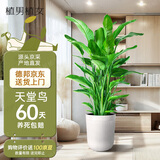 植男植女天堂鸟盆栽客厅室内大型落地绿植真花办公室鹤望兰源头直发