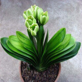 带盆带土6年大苗绿植盆栽 室内精品花卉 君子兰花苗 花卉室内花卉 鲜花花卉 室内盆景盆栽绿植 君子兰 绿色君子兰8-10片带盆带土