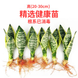锦枫（jinfeng）虎皮兰植物长脚盆栽室内卧室客厅大型裸苗 6颗金边虎皮兰(20-30cm) 不含盆