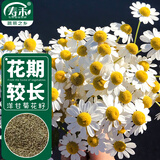 寿禾 花种子苗雏菊四季种植菊花种籽 潍育黄莺洋(甘)干菊种子2000粒