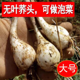 辰实 【现货】藠头新鲜 藠头现挖茭头藠头 时令蔬菜新荞头 10斤 大号（净藠头）推荐