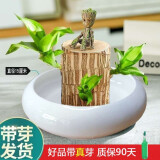 绿荫巷子带芽巴西木水培植物幸运木桌面绿植盆栽办公室室内水养小盆栽景 带芽【宽边大白瓷盆】格鲁特 【大号】直径7-8厘米 含营养液