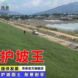 昂景进口矮生四季青草籽高档全净籽免修剪草皮种子抗旱耐寒公园别墅庭 【护坡固土】护坡王净籽1斤
