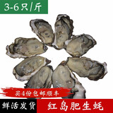 鱼姐海成 青岛生蚝鲜活海蛎子青岛牡蛎当天海捕新鲜贝类3-6只/斤500g袋装