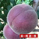 花幽谷【两株装】嫁接桃树苗盆栽地栽庭院阳台桃花桃子久保阳山树苗南方 黑桃当年结果【四年苗两株】 81cm(含)-110cm(含)