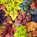 矾根植物盆栽大苗组合套餐室内耐寒四季庭院阳台观叶小苗花卉绿植 10色套装随机 含盆