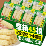 滇购云南西双版纳宝贝拇指小玉米现摘甜白香糯新鲜迷你玉米棒宝宝孕妇 超值真空装5斤装【约36-45根】