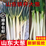 辰实【顺丰发货中】山东章丘铁杆大葱 新鲜大葱 蘸酱长葱菜 3斤（去半叶）