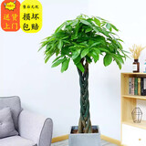 胡丽大型绿植客厅大盆栽室内客厅绿植盆栽办公室盆栽开业乔迁送礼绿植 辫子发财树1.5-1.7米 不含盆