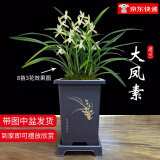 劉閣蘭花四季素心大凤素夏带花苞出售有香味的花苗室内阳台绿植物花卉盆栽 5-8苗带黑色四方仿紫砂盆