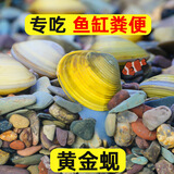 黄金蚬鱼缸专吃鱼屎粪便冷水观赏淡水鱼冷水鱼清理净水黄金河蚌 10颗送7颗【观赏、净水、除藻】