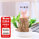 花翁巴西木格鲁特水养幸运木水培盆栽办公室内阳台花卉绿植物源头直发