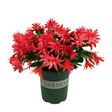 凝慧 蟹爪兰原盆原土带花苞带盆栽好当年开花室内植物绿植盆栽  红色36棵带花苞 原盆土发货