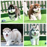 梦茜儿纯种阿拉斯加幼犬活体宠物狗狗雪橇犬熊版阿拉斯加小狗狗 宠物级 随机发货 公